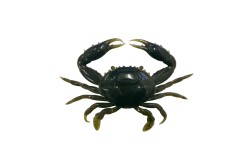Приманка Nikko Super Crab 6"